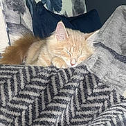 Poppi is registered to the contest to win money with this photo: kitten, cat, sleeping, blanket, pattern, fluffy, orange, feline, cozy, nap, armchair, cushion, indoor, resting, pet, soft, cute, fur, relaxed, comfort