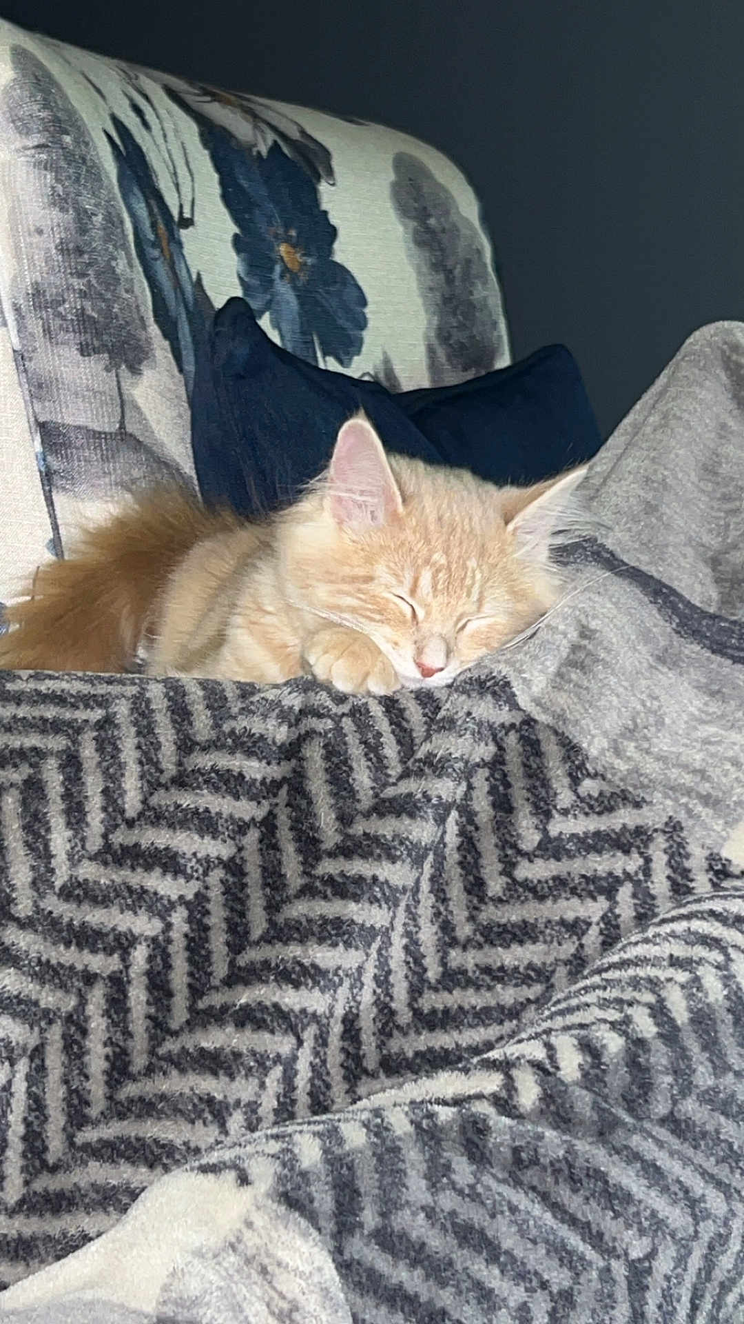 Poppi is registered to the contest to win money with this photo: kitten, cat, sleeping, blanket, pattern, fluffy, orange, feline, cozy, nap, armchair, cushion, indoor, resting, pet, soft, cute, fur, relaxed, comfort