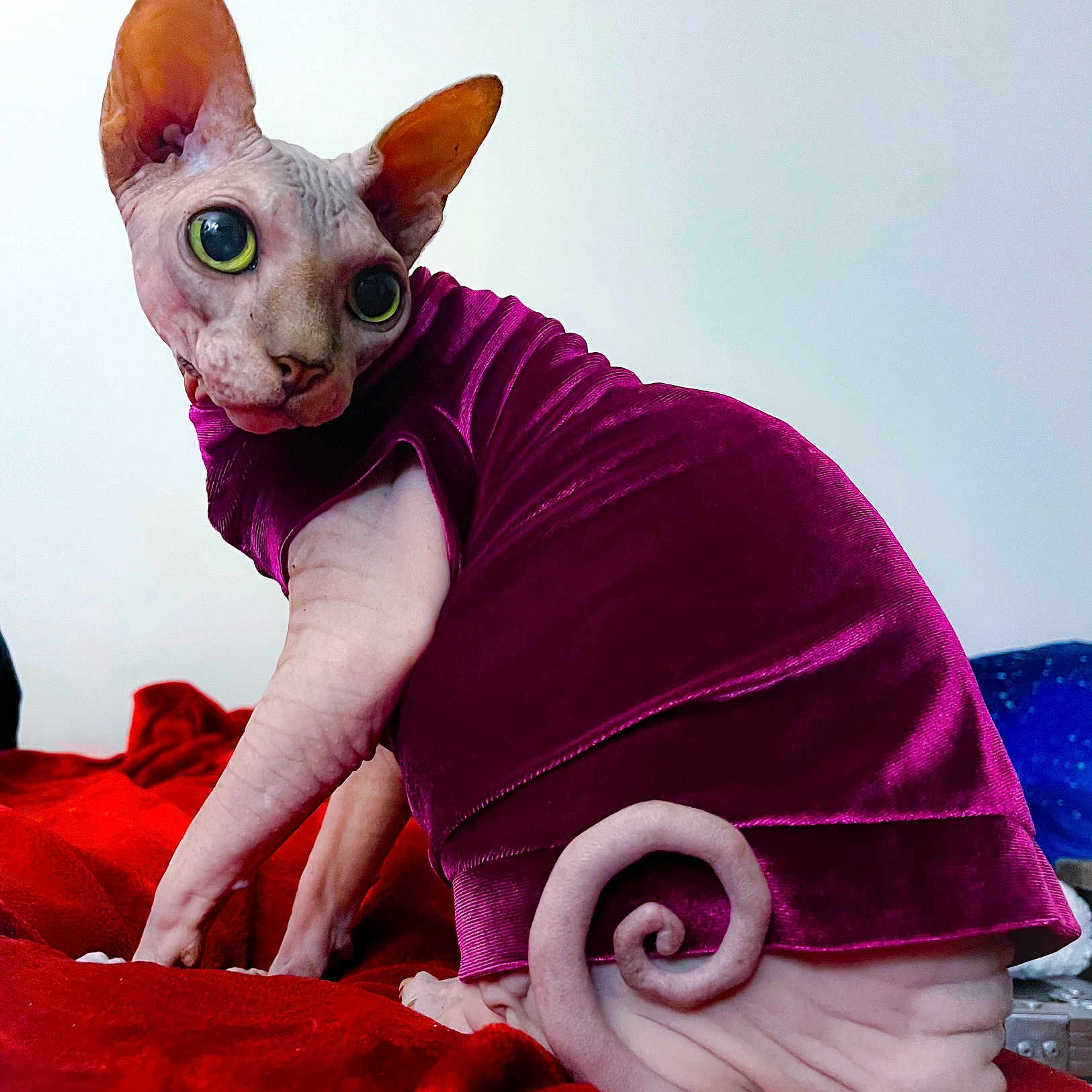 Beerus