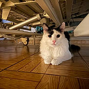 Joys a rejoint le concours — aidez-le/la à gagner de superbes lots ! cat, animal, pet, indoor, floor, wooden_floor, black_and_white, fur, cute, feline, wide_eyes, curious, medical_bed, equipment, resting, calm, closeup, home, quiet, still