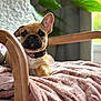 french_bulldog, puppy, dog, pet, blanket, chair, wooden_armrest, indoor, cozy, relaxed, pink, soft_texture, ear_up, ear_down, collar, home, window, plant, fur, cute