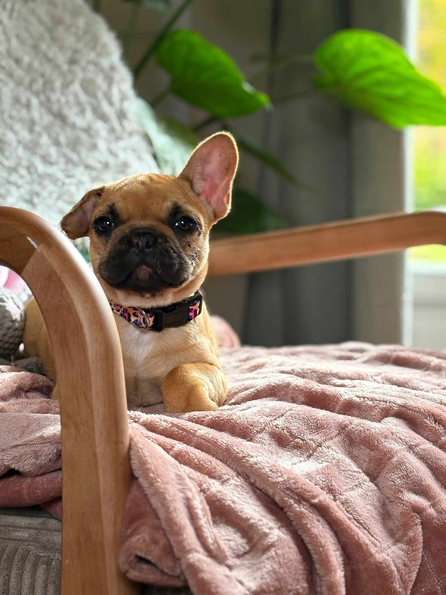 Béatrice a rejoint le concours — aidez-le/la à gagner de superbes lots ! french_bulldog, puppy, dog, pet, blanket, chair, wooden_armrest, indoor, cozy, relaxed, pink, soft_texture, ear_up, ear_down, collar, home, window, plant, fur, cute