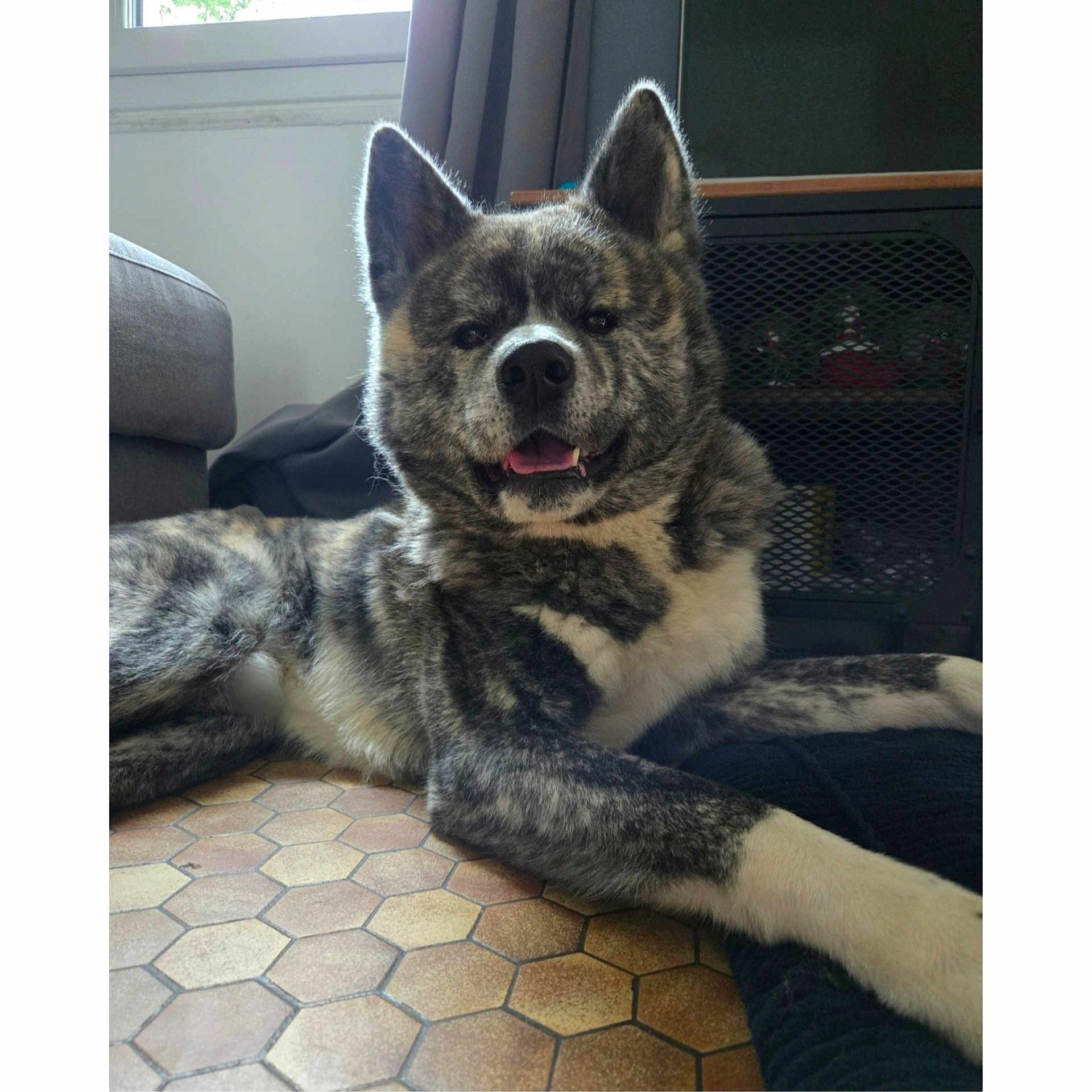 Kimbo participe au concours pour gagner de l'argent avec cette photo : dog, brindle, lying_down, indoor, floor, tile_floor, window, curtain, furniture, pet, canine, happy, tongue_out, relaxed, paw, snout, ears, fur, home, resting