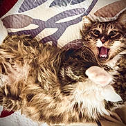 Bubby Mcbubberson is registered to the contest to win money with this photo: animal, bedspread, cat, cute, domestic, feline, fur, fur_texture, home, indoor, lying_down, mouth_open, pattern, paw, pet, playful, relaxed, tabby, whiskers, wide_eyes