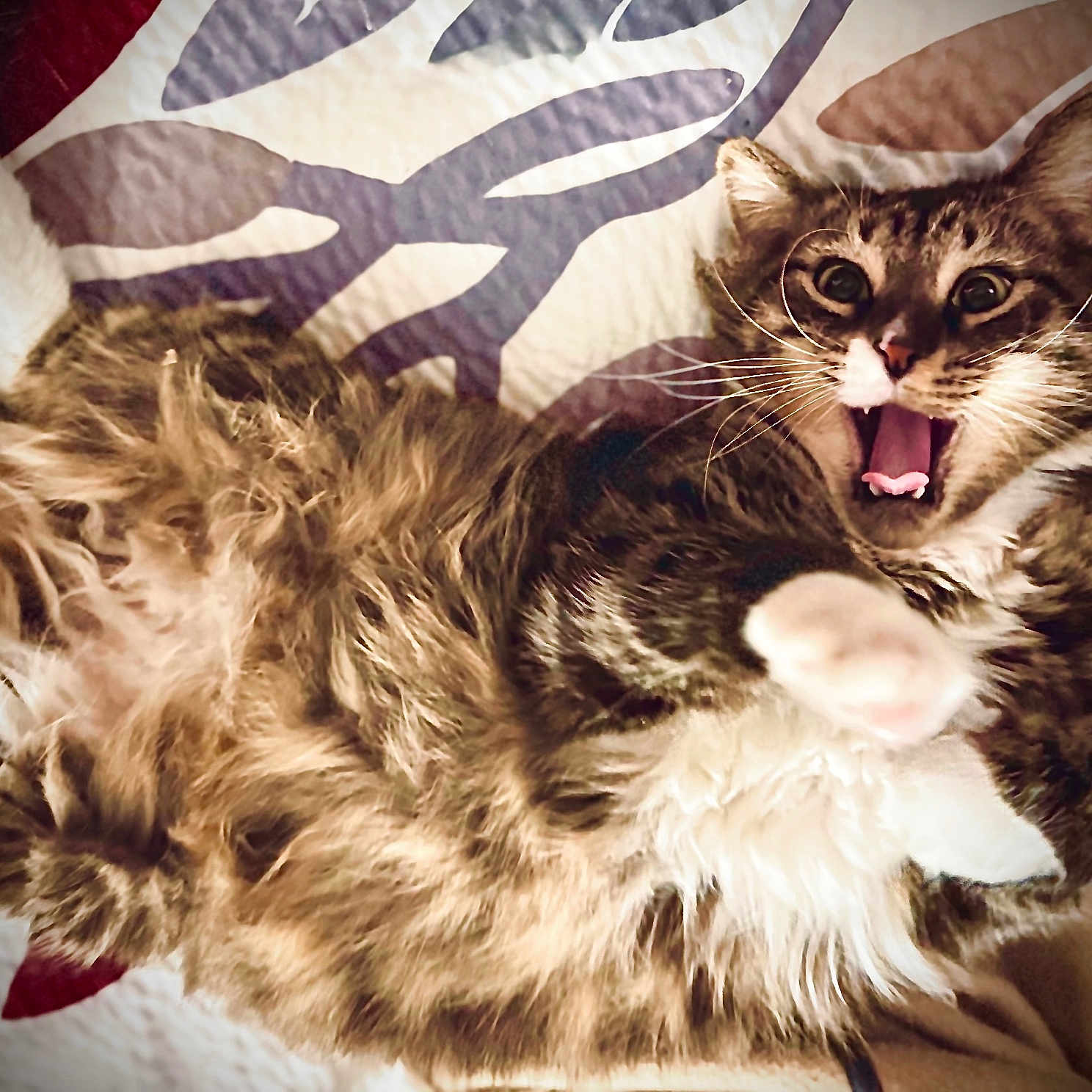 Bubby Mcbubberson is registered to the contest to win money with this photo: animal, bedspread, cat, cute, domestic, feline, fur, fur_texture, home, indoor, lying_down, mouth_open, pattern, paw, pet, playful, relaxed, tabby, whiskers, wide_eyes