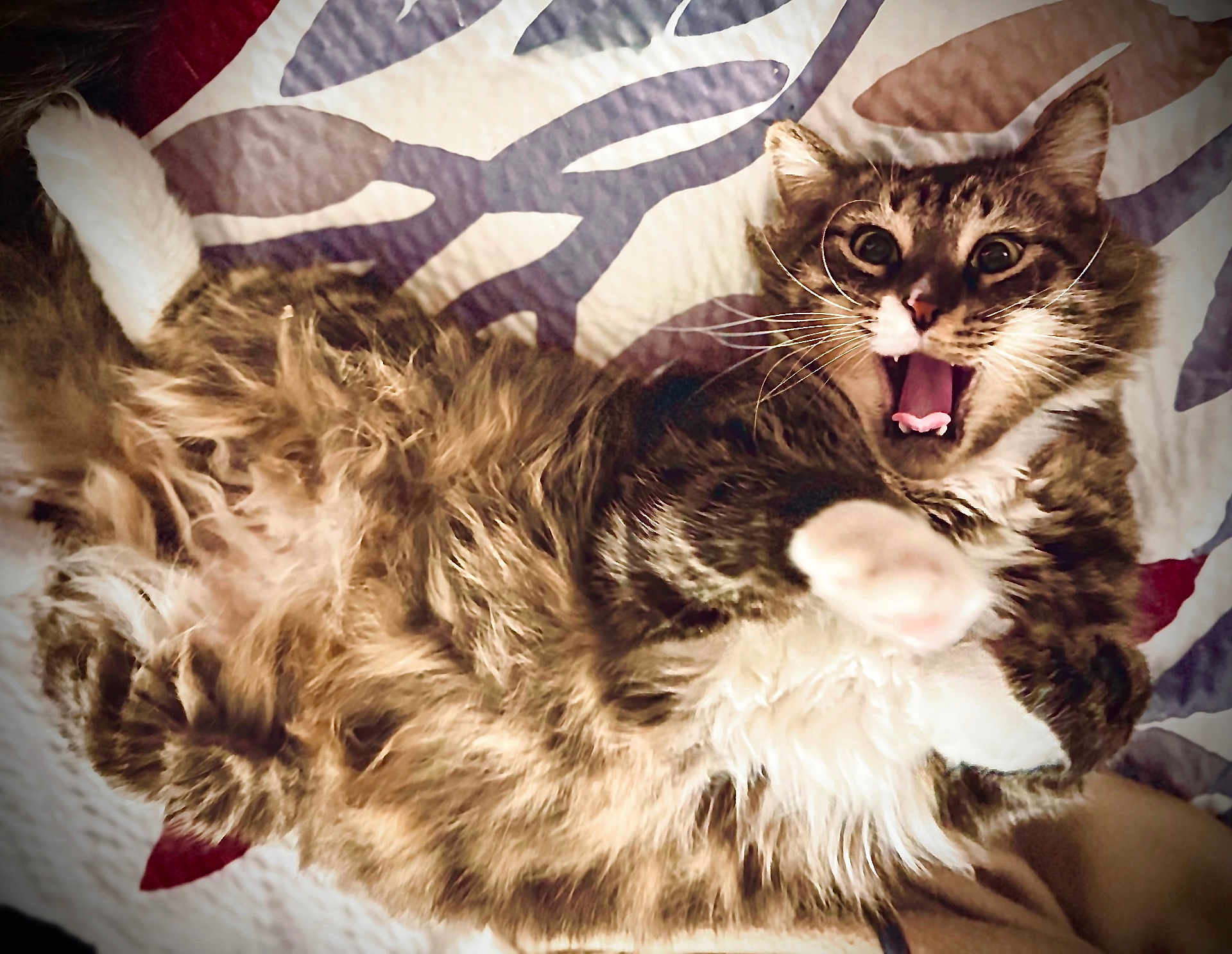 Bubby Mcbubberson is registered to the contest to win money with this photo: animal, bedspread, cat, cute, domestic, feline, fur, fur_texture, home, indoor, lying_down, mouth_open, pattern, paw, pet, playful, relaxed, tabby, whiskers, wide_eyes