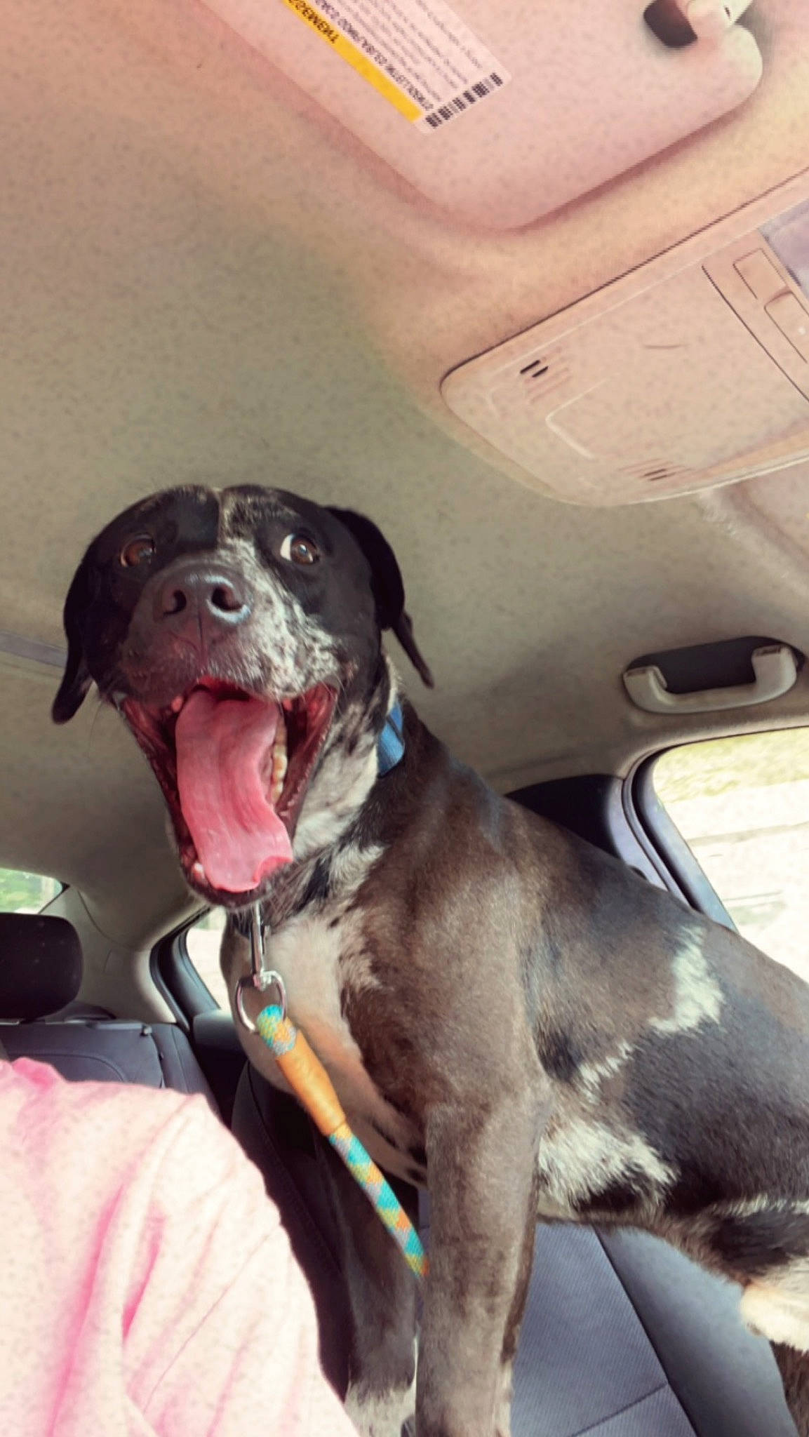 Miner is registered to the contest to win money with this photo: canidae, carnivore, collar, comfort, companion_dog, dog, dog_breed, dog_collar, fang, fawn, fur, guard_dog, happy, leash, liver, sporting_group, whiskers, window, windshield, working_animal