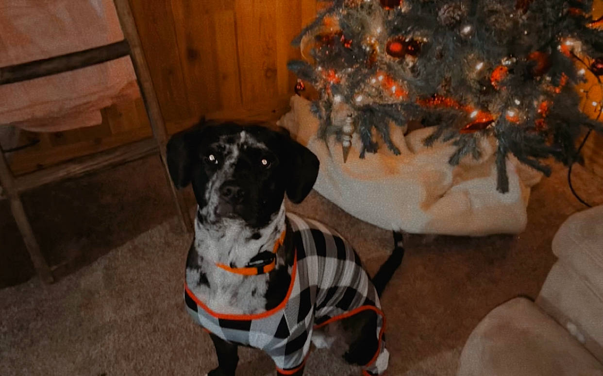 Miner joined the competition — help win amazing prizes! canidae, carnivore, christmas_ornament, christmas_tree, collar, companion_dog, conifer, dalmatian, dog, dog_breed, dog_supply, event, fawn, fur, guard_dog, holiday, pet_supply, snout, sporting_group, working_animal