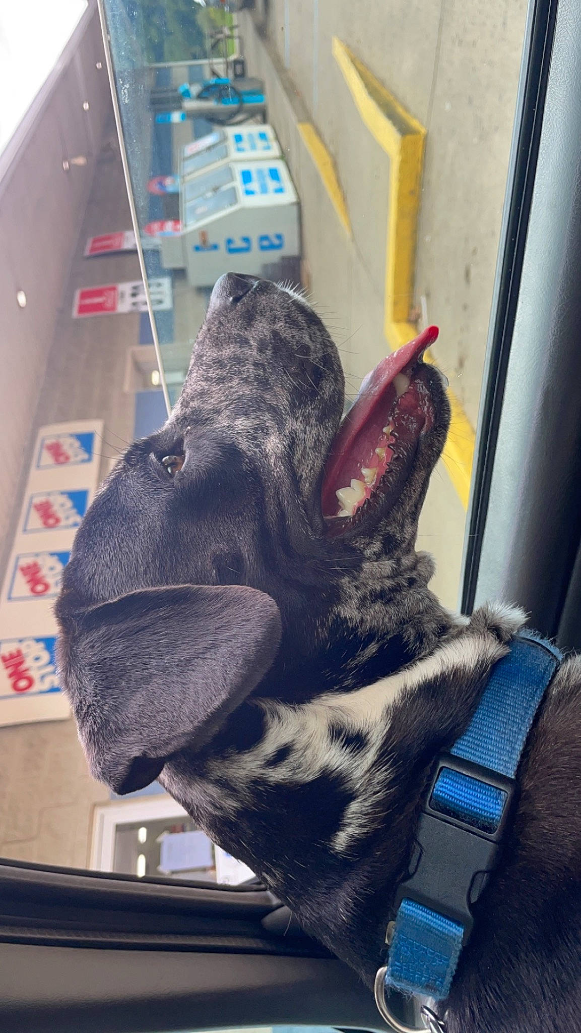 Miner joined the competition — help win amazing prizes! bag, carmine, companion_dog, denim, dog_breed, electric_blue, fashion_accessory, felidae, foot, fur, human_leg, pattern, personal_protective_equipment, small_to_medium_sized_cats, snout, thread, whiskers, wool, woolen, working_animal