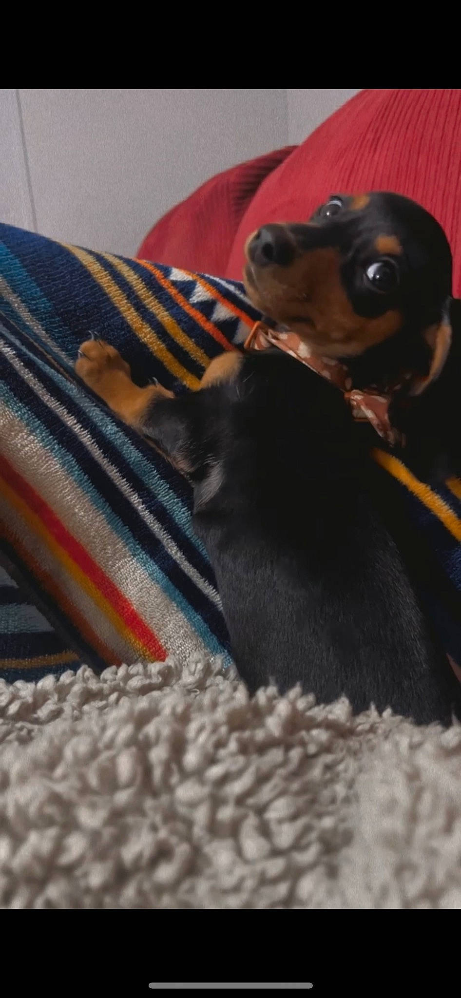 Lilly is registered to the contest to win money with this photo: canidae, carnivore, collar, comfort, companion_dog, dog, dog_breed, dog_collar, dog_supply, fawn, fur, grey, guard_dog, liver, pet_supply, snout, sporting_group, whiskers, working_animal, working_dog