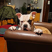 Pirate a rejoint le concours — aidez-le/la à gagner de superbes lots ! animal, birdcage, bulldog, chair, curtains, dog, ears, face, floor, home, indoor, jacket, leather, paws, pet, pet_bed, plant, window, wood, yellow_bird