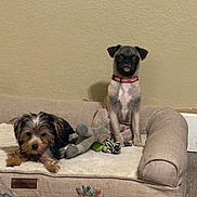 Oscar And Han joined the competition — help win amazing prizes! animal, beige, brown, collar, cozy, cute, dog, dog_bed, floor, furniture, indoor, lying_down, pet, playful, puppy, resting, sitting, small_dog, toy, wall