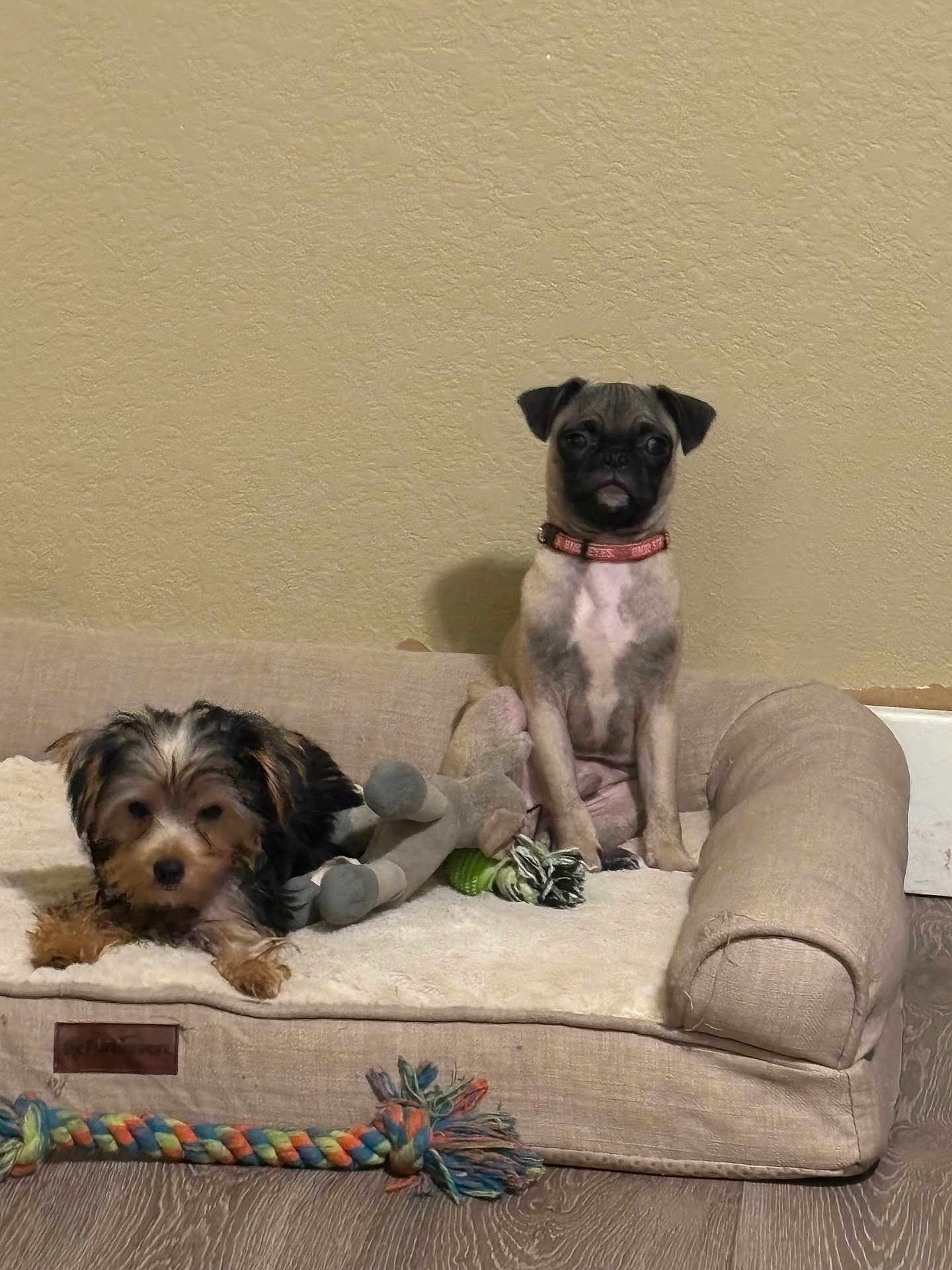 Oscar And Han