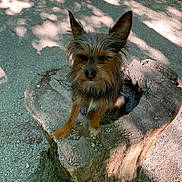 Chewbacca is registered to the contest to win money with this photo: dog, tree_stump, outdoor, sunlight, shadow, animal, pet, ears, fur, nature, wood, bark, ground, small_dog, scruffy, canine, daylight, texture, closeup, standing