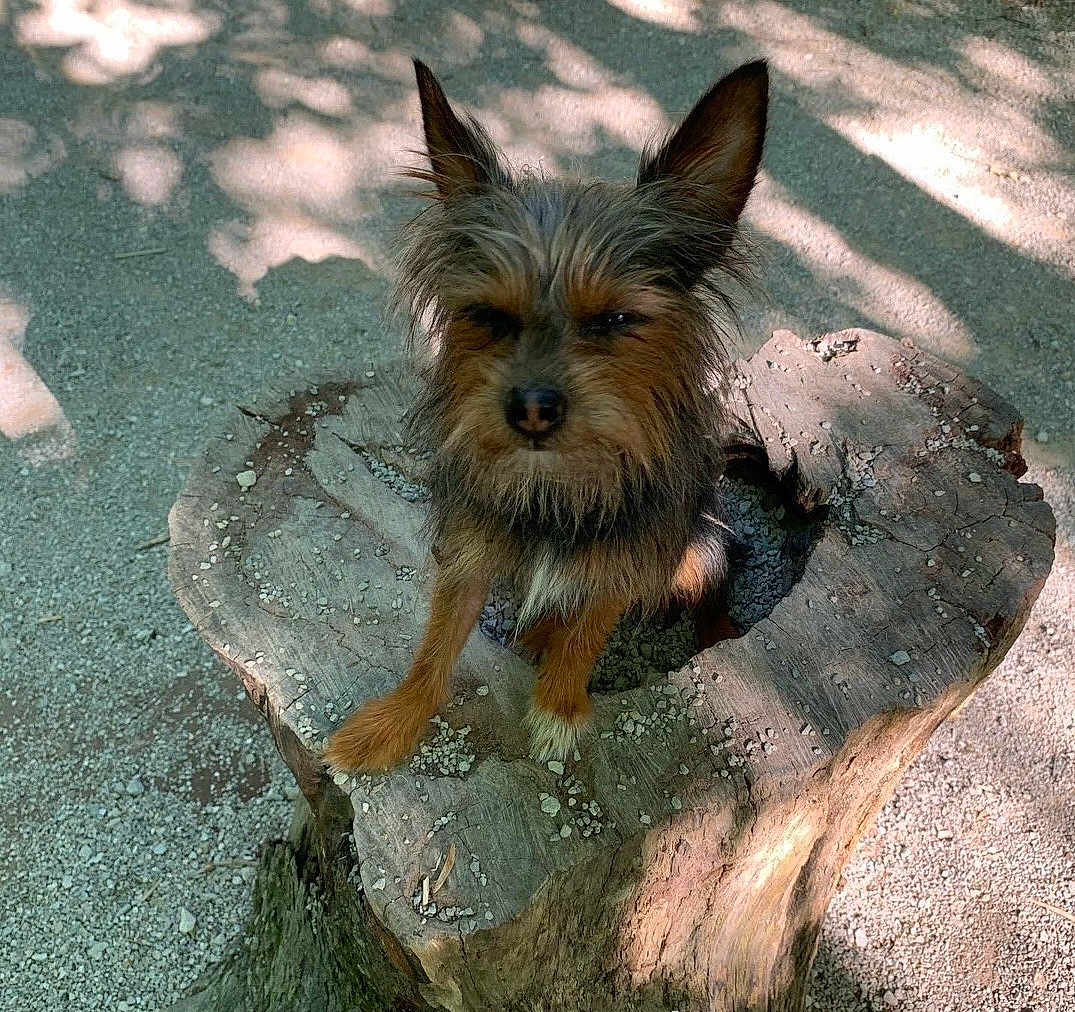 Chewbacca