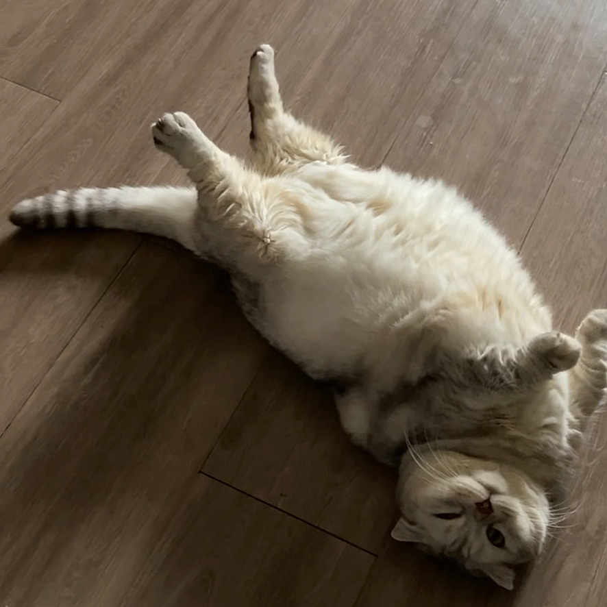 Smokey joined the competition — help win amazing prizes! animal, cat, cute, domestic, flooring, fluffy, fur, home, indoor, lying_down, mischievous, one_eye_open, paws, pet, playful, relaxed, resting, tail, whiskers, wooden_floor