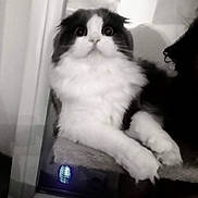 Poupi Mi participe au concours pour gagner de l'argent avec cette photo : animal, black_and_white, blurred_background, cat, close_up, curious, cute, feline, fluffy, home, indoor, monochrome, paws, perched, pet, portrait, resting, soft_fur, whiskers, wide_eyes