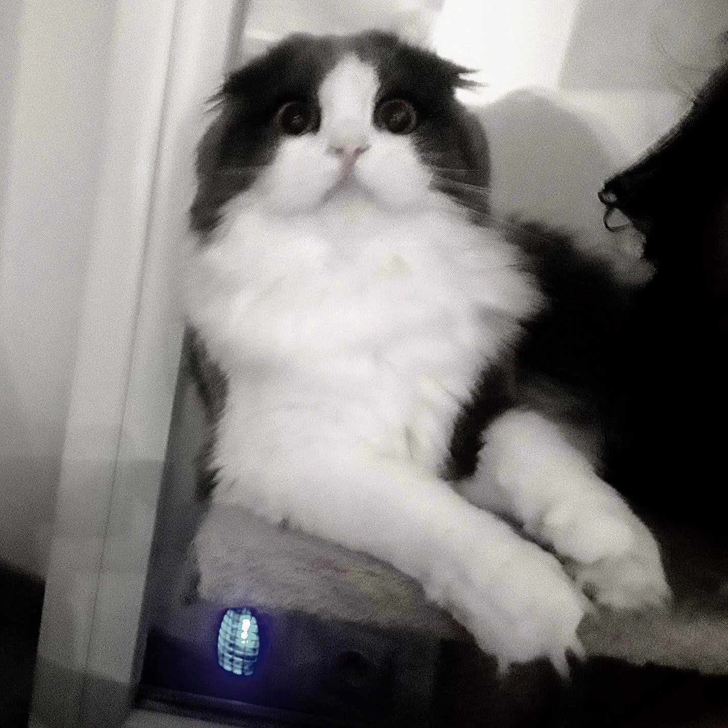 Poupi Mi participe au concours pour gagner de l'argent avec cette photo : animal, black_and_white, blurred_background, cat, close_up, curious, cute, feline, fluffy, home, indoor, monochrome, paws, perched, pet, portrait, resting, soft_fur, whiskers, wide_eyes