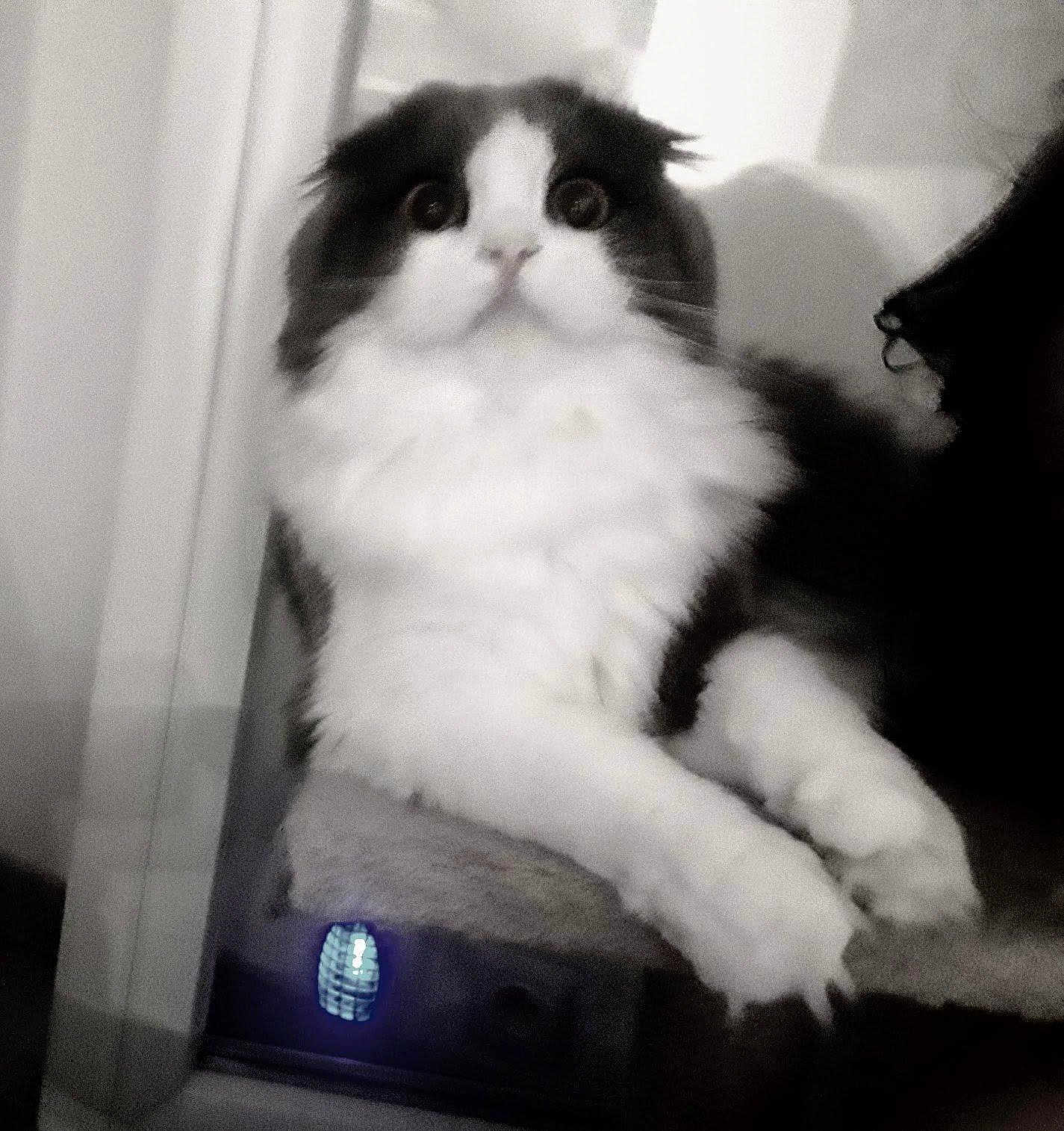 Poupi Mi participe au concours pour gagner de l'argent avec cette photo : animal, black_and_white, blurred_background, cat, close_up, curious, cute, feline, fluffy, home, indoor, monochrome, paws, perched, pet, portrait, resting, soft_fur, whiskers, wide_eyes