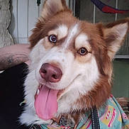 Cocoa is registered to the contest to win money with this photo: dog, tongue, bandana, leash, pet, indoor, happy, closeup, fur, canine, ears, collar, person, tattoo, window, background, smile, face, animal, friendly
