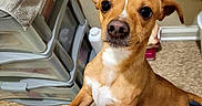 Turbo is registered to the contest to win money with this photo: dog, puppy, pet, brown_dog, white_chest, white_stripe, sitting, paws, front_facing, wide_eyes, portrait, indoors, home, laundry, folding_chair, spray_bottle, carpet, knees, playful, closeup