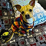 dog, puppy, pet, animal, portrait, sitting, costume, clothing, plaid, colorful, yellow, white, ears, eyes, nose, collar, blanket, paw_pattern, dog_bones, toy