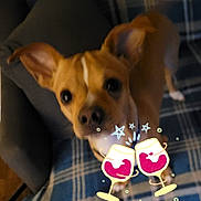 Turbo is registered to the contest to win money with this photo: dog, puppy, brown_dog, small_dog, portrait, close_up, face, eyes, ears, nose, snout, fur, pet, animal, indoors, plaid_background, cozy, festive, digital_stickers, wine_glasses