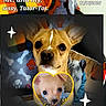 Turbo is registered to the contest to win money with this photo: dog, puppy, tan_dog, chihuahua, pet, animal, portrait, close_up, heart_frame, sparkles, blanket, paw_prints, indoor, cute, adorable, collage, family, text_overlay, photograph, brown_eyes