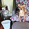 Turbo is registered to the contest to win money with this photo: dog, tan_dog, pet, sitting, portrait, indoors, blanket, bone_pattern, chair, furniture, lamp, side_table, trash_bin, living_room, home, short_hair, brown_eyes, white_chest, front_facing, animal_photography