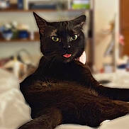 Mocha is registered to the contest to win money with this photo: animal, bed, bedding, bedroom, black_cat, blurred_background, cat, close_up, dark_fur, feline, home, indoor, lounging, lying_down, pet, pointed_ears, portrait, relaxed, tongue_out, yellow_eyes