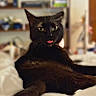 animal, bed, bedding, bedroom, black_cat, blurred_background, cat, close_up, dark_fur, feline, home, indoor, lounging, lying_down, pet, pointed_ears, portrait, relaxed, tongue_out, yellow_eyes