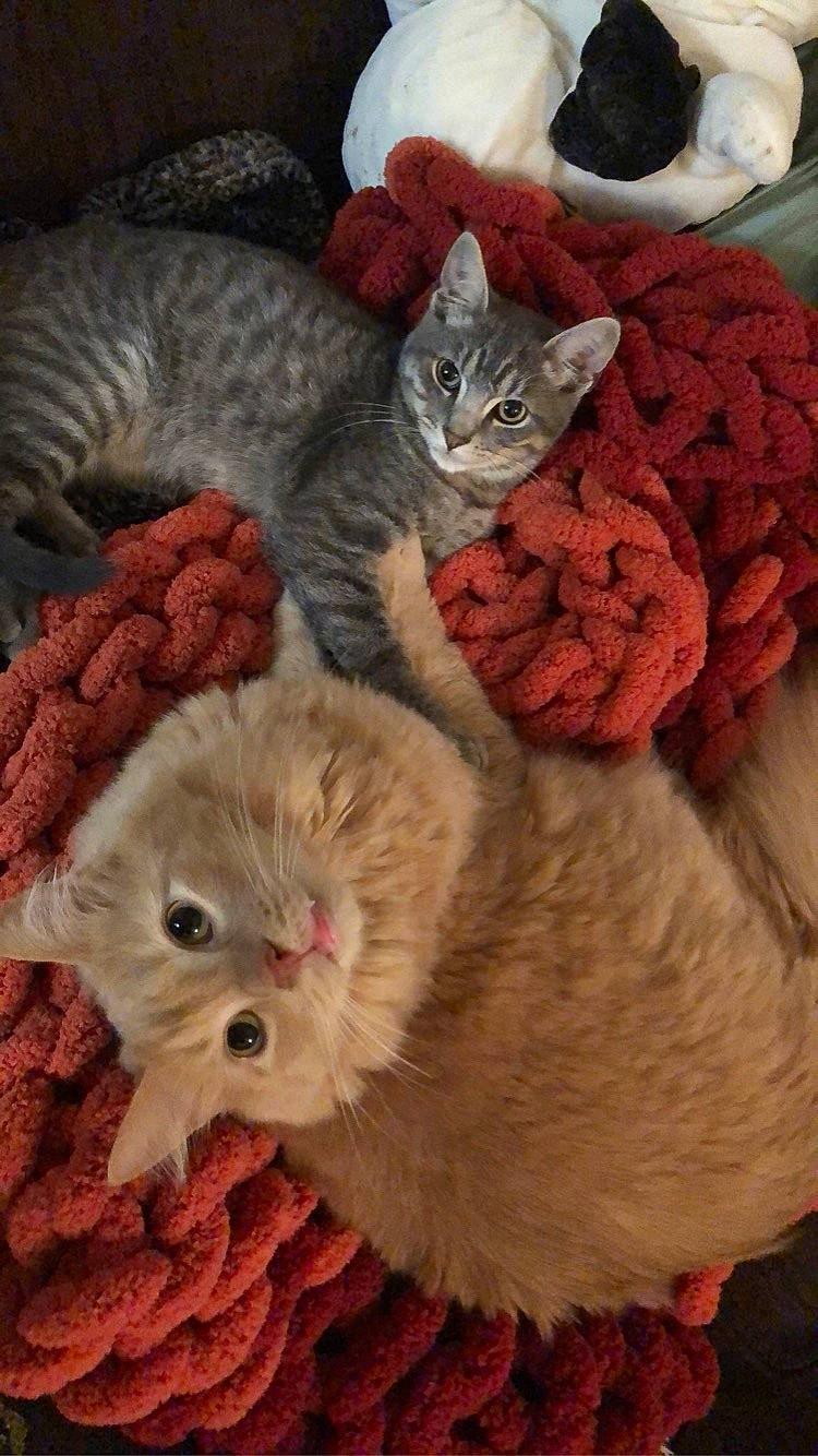 Leonardo is registered to the contest to win money with this photo: carnivore, cat, cat_bed, cat_supply, comfort, domestic_short_haired_cat, fawn, felidae, fur, grey, pattern, paw, plant, small_to_medium_sized_cats, tail, textile, thread, whiskers, wool, woolen