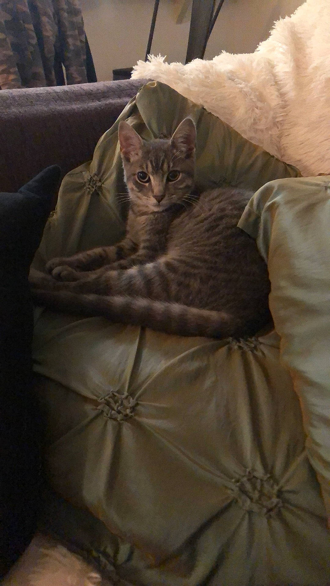Leonardo is registered to the contest to win money with this photo: bed, bedding, brown, carnivore, cat, comfort, couch, domestic_short_haired_cat, felidae, fur, furniture, grey, linens, room, sleeve, small_to_medium_sized_cats, tail, textile, whiskers, wood