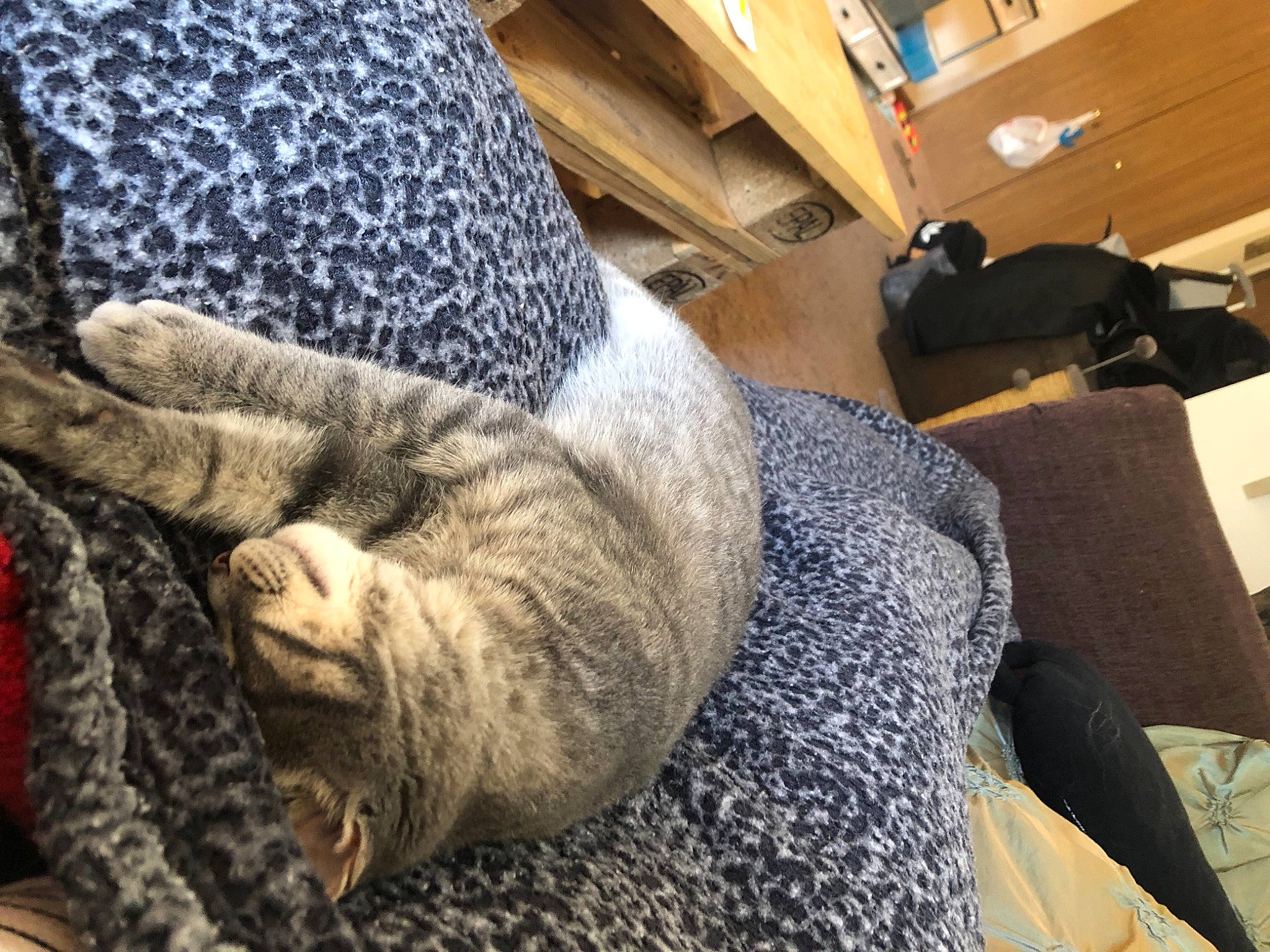 Leonardo is registered to the contest to win money with this photo: carnivore, cat, comfort, couch, domestic_short_haired_cat, felidae, flooring, foot, fur, grey, human_leg, linens, mammal, small_to_medium_sized_cats, snout, textile, vertebrate, whiskers, wood, wool