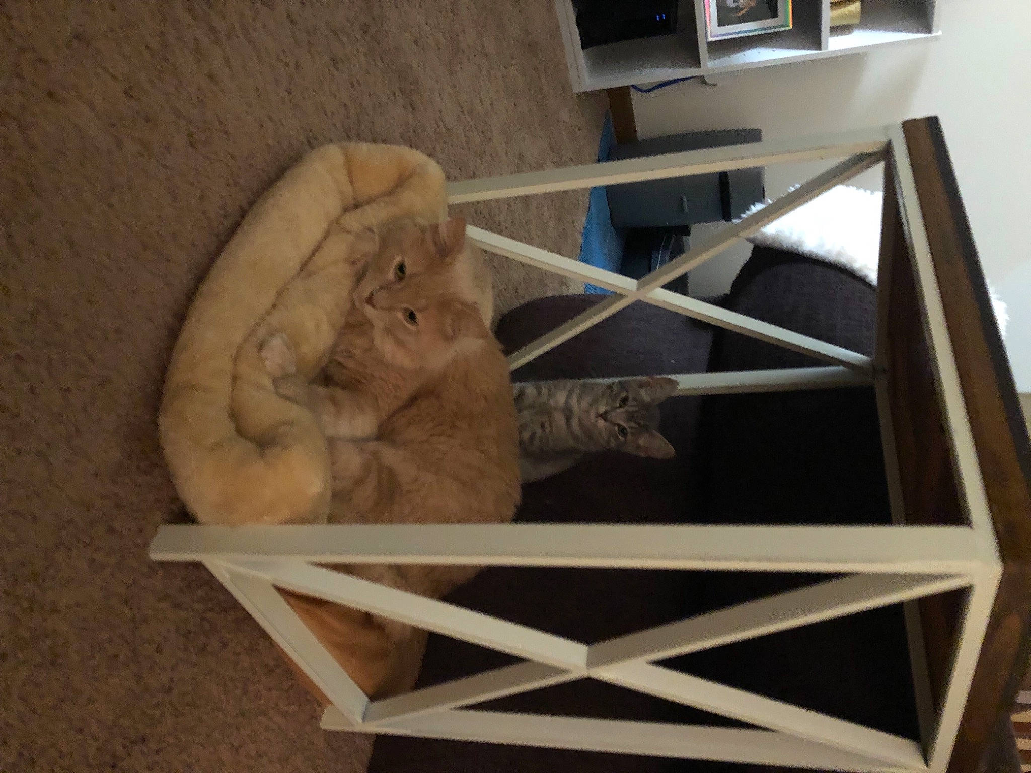 Leonardo joined the competition — help win amazing prizes! carnivore, cat, cat_supply, chair, companion_dog, domestic_short_haired_cat, fawn, felidae, fur, hardwood, house, plywood, small_to_medium_sized_cats, snout, sporting_group, stuffed_toy, table, tail, whiskers, wood