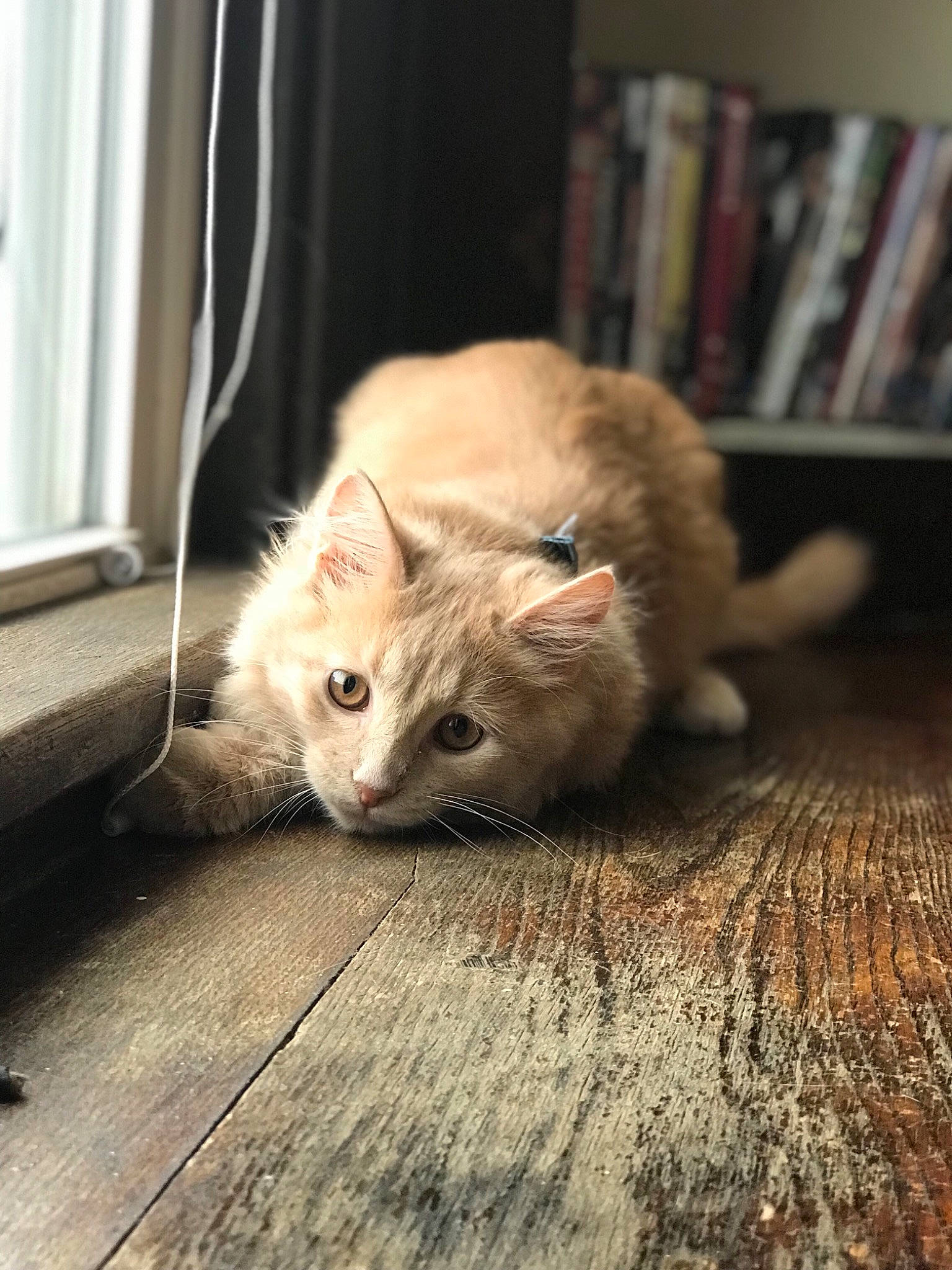 Miguel is registered to the contest to win money with this photo: bookcase, carnivore, cat, claw, comfort, curtain, domestic_short_haired_cat, fawn, felidae, floor, flooring, fur, hardwood, paw, small_to_medium_sized_cats, snout, tail, whiskers, window, wood