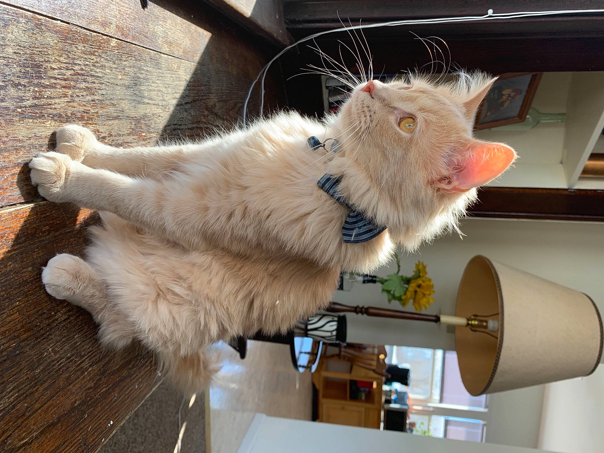 Miguel joined the competition — help win amazing prizes! canidae, carnivore, cat, claw, collar, companion_dog, domestic_short_haired_cat, fawn, felidae, fur, paw, small_to_medium_sized_cats, snout, tail, whiskers, window, wood