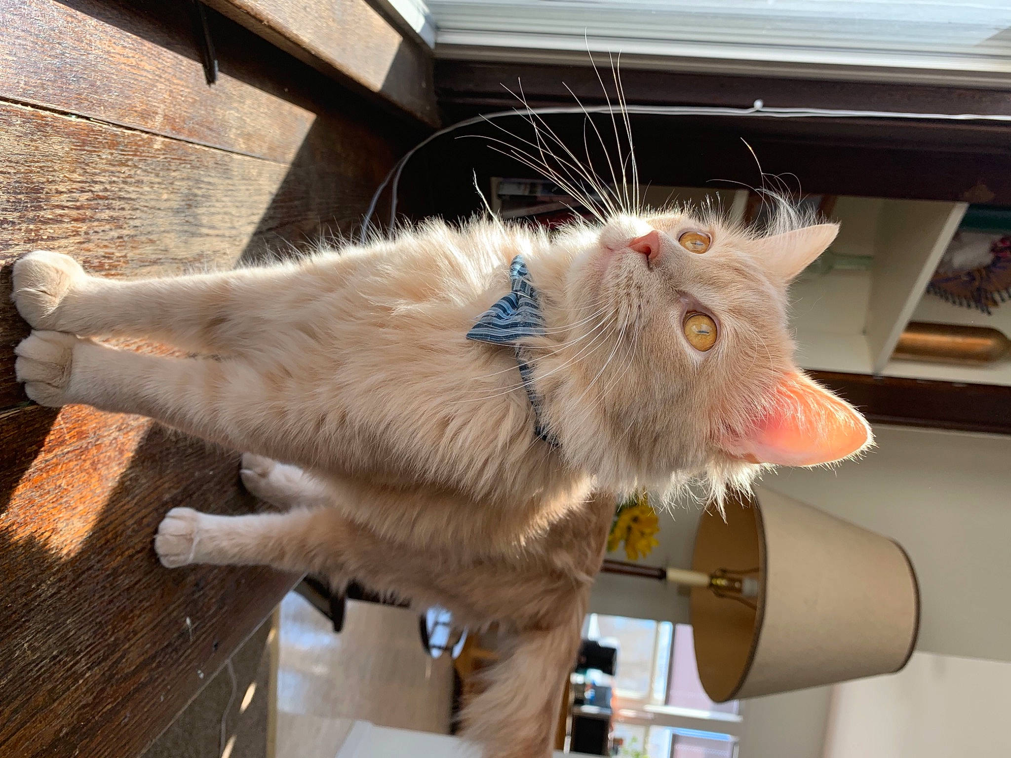 Miguel joined the competition — help win amazing prizes! animal_shelter, carnivore, cat, claw, domestic_short_haired_cat, fawn, felidae, fur, small_to_medium_sized_cats, snout, tail, whiskers