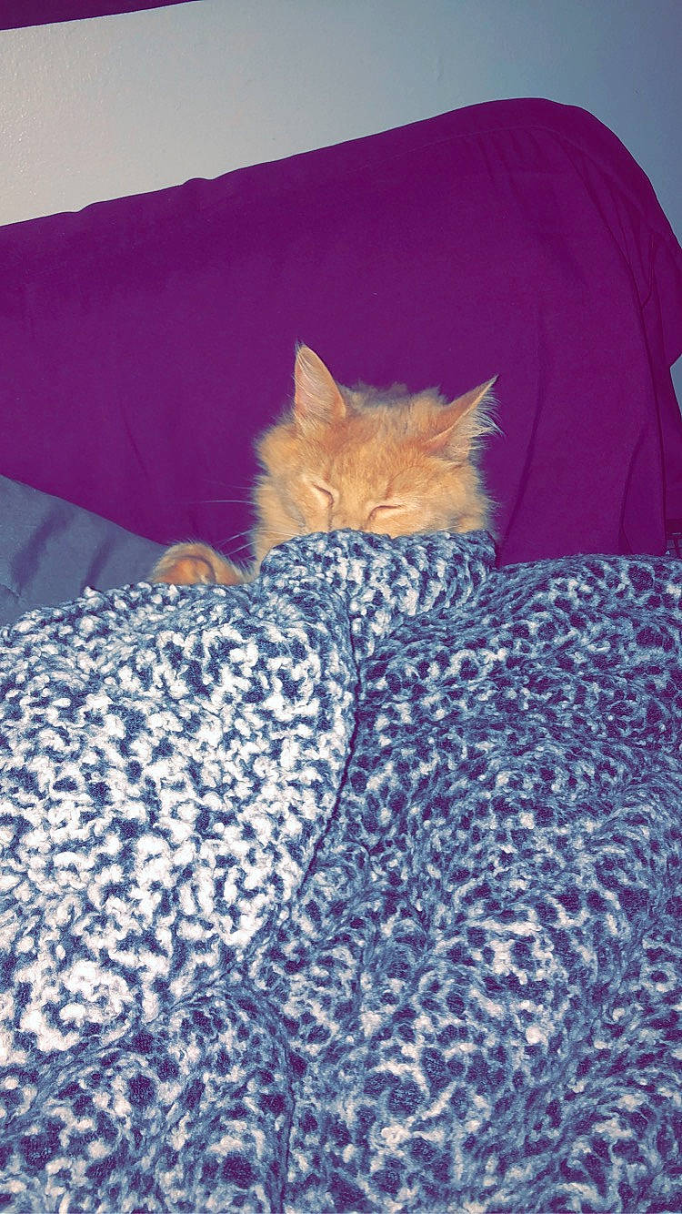 Miguel joined the competition — help win amazing prizes! bag, bed, bedding, carnivore, cat, comfort, couch, domestic_short_haired_cat, electric_blue, fawn, felidae, fur, grey, linens, pattern, small_to_medium_sized_cats, tail, textile, whiskers, wood