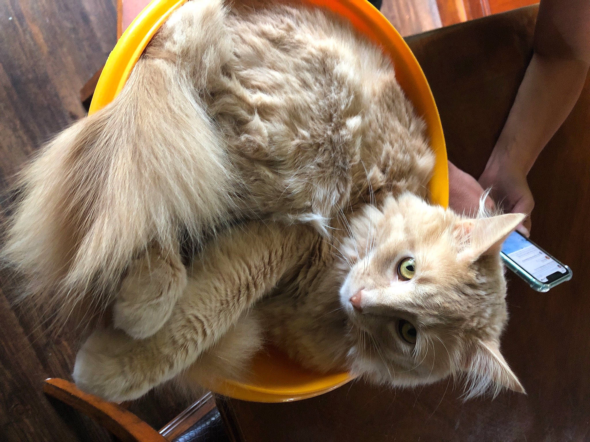 Miguel joined the competition — help win amazing prizes! carnivore, cat, claw, comfort, companion_dog, domestic_short_haired_cat, ear, felidae, fur, lap, nap, paw, small_to_medium_sized_cats, snout, tail, whiskers