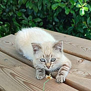 Vaïa participe au concours pour gagner de l'argent avec cette photo : adorable, blue_eyes, cat, close_up, curious, feline, flower, greenery, kitten, leaves, outdoor, paws, pet, plant, portrait, sunlight, tabby, whiskers, wooden_deck, young