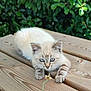 adorable, blue_eyes, cat, close_up, curious, feline, flower, greenery, kitten, leaves, outdoor, paws, pet, plant, portrait, sunlight, tabby, whiskers, wooden_deck, young