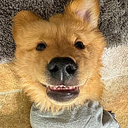 Boopers joined the competition — help win amazing prizes! animal, ball, bodypart, canine, chow, cockerspaniel, dog, goldenretriever, mouth, person, pet, puppy, sleeping, snout, sport, teeth, tennis, tennisball, terrier, whitedog