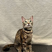 Princesa is registered to the contest to win money with this photo: alert, animal, background, cat, closeup, collar, curious, cute, domestic_cat, ears, feline, fur, green_eyes, indoor, pet, portrait, sitting, tabby_cat, texture, whiskers
