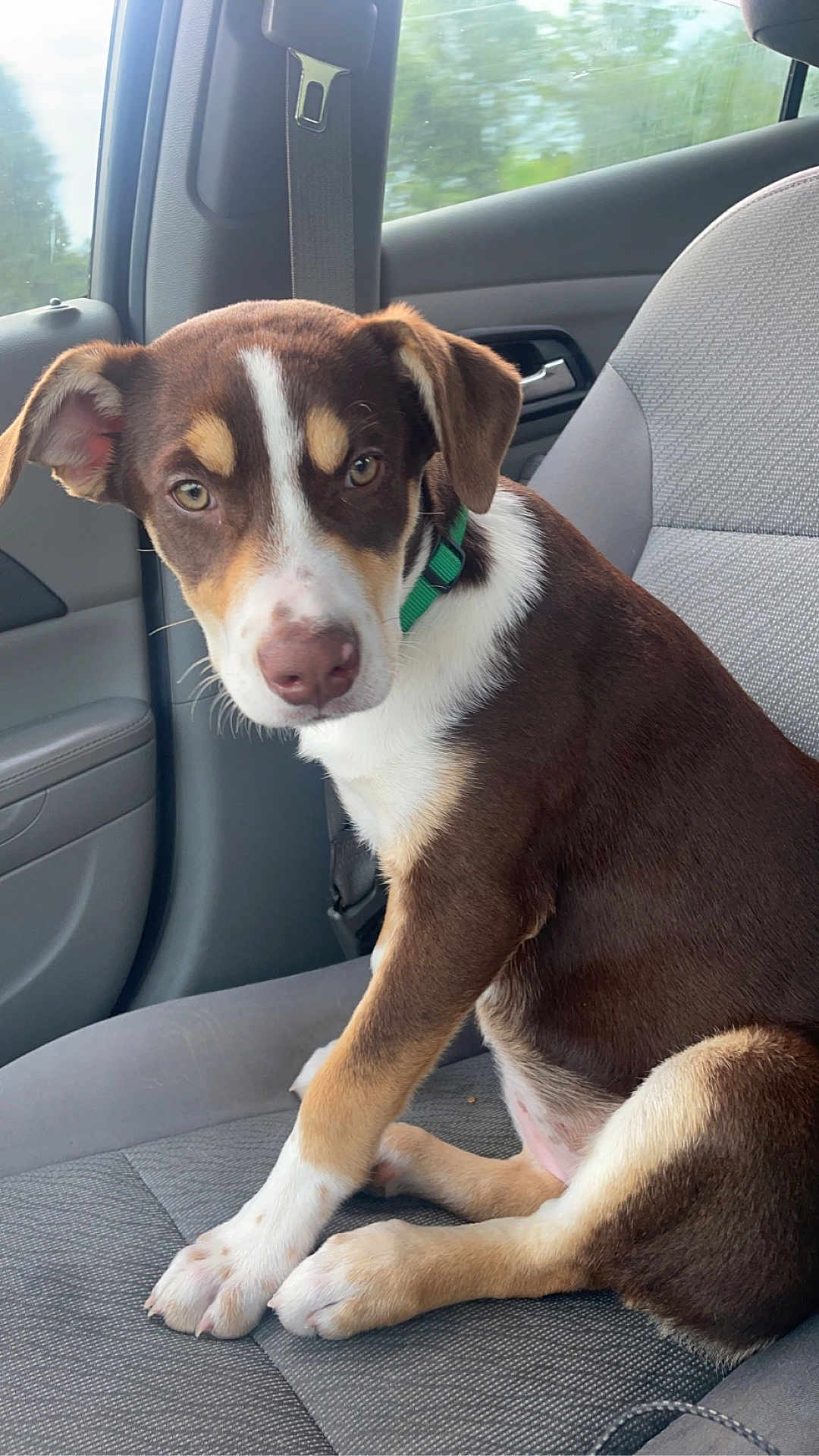 Virginia Mae is registered to the contest to win money with this photo: puppy, dog, car_interior, seat, collar, brown_fur, white_fur, sitting, pet, canine, window, seatbelt, looking, young_dog, animal, domestic_animal, travel, vehicle, cute, companion