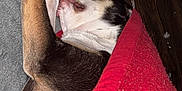 Virginia Mae is registered to the contest to win money with this photo: dog, sleeping, bed, blanket, paw, floor, toys, wooden_floor, cozy, pet, resting, indoor, fur, closeup, relaxation, animal, canine, comfort, naptime, domestic