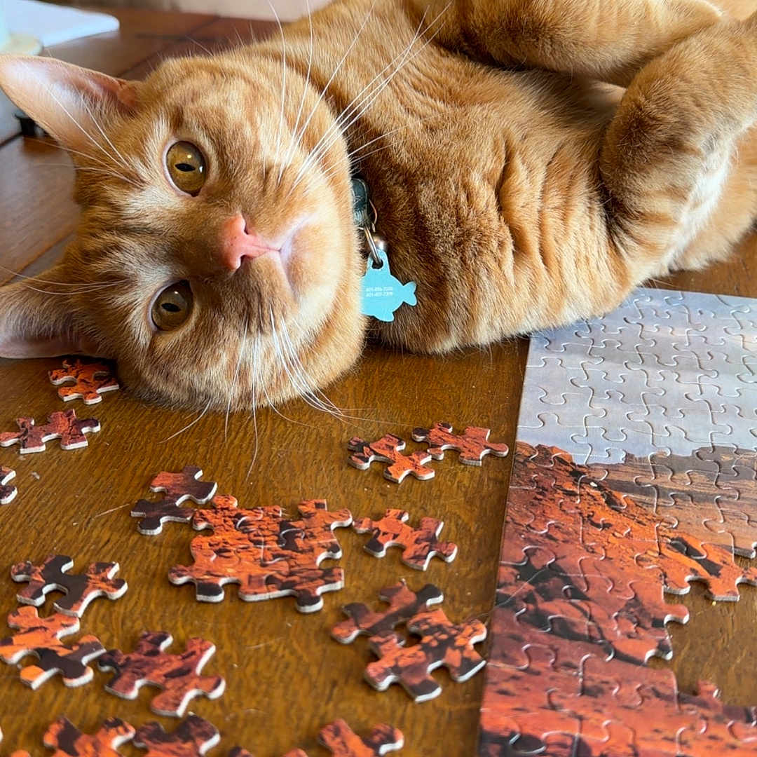 Garbage joined the competition — help win amazing prizes! cat, close_up, collar, cozy, eye_contact, feline, ginger_cat, head_tilt, home_interior, id_tag, indoor, jigsaw_puzzle, lying_down, orange_fur, pet, puzzle_pieces, relaxed, tabby, whiskers, wooden_table