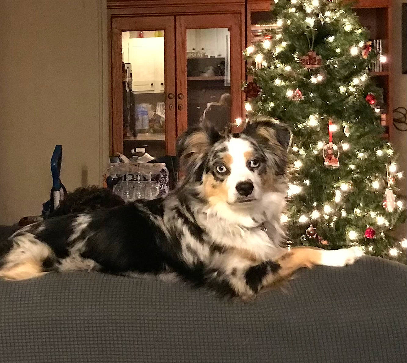 Charley is registered to the contest to win money with this photo: carnivore, christmas_ornament, christmas_tree, companion_dog, conifer, couch, dog, dog_breed, event, evergreen, fur, herding_dog, holiday, holiday_ornament, living_room, ornament, tree, whiskers, window, working_animal