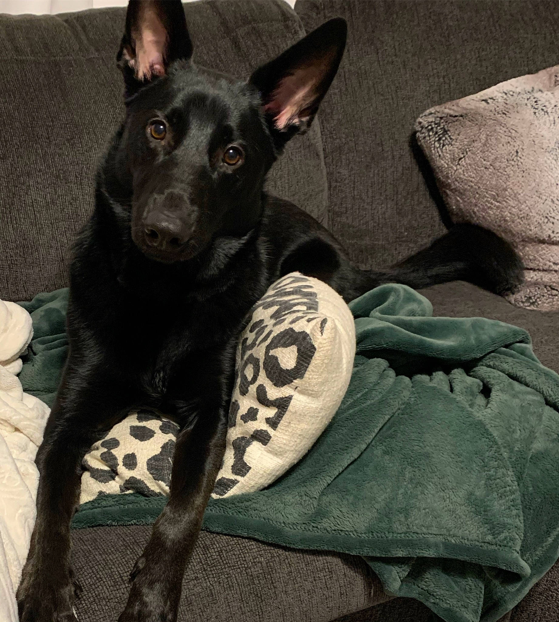 Bear is registered to the contest to win money with this photo: canidae, carnivore, collar, comfort, companion_dog, dog, dog_breed, dog_collar, ear, fur, guard_dog, non_sporting_group, puppy, snout, sporting_group, toy_dog, whiskers, working_animal, working_dog