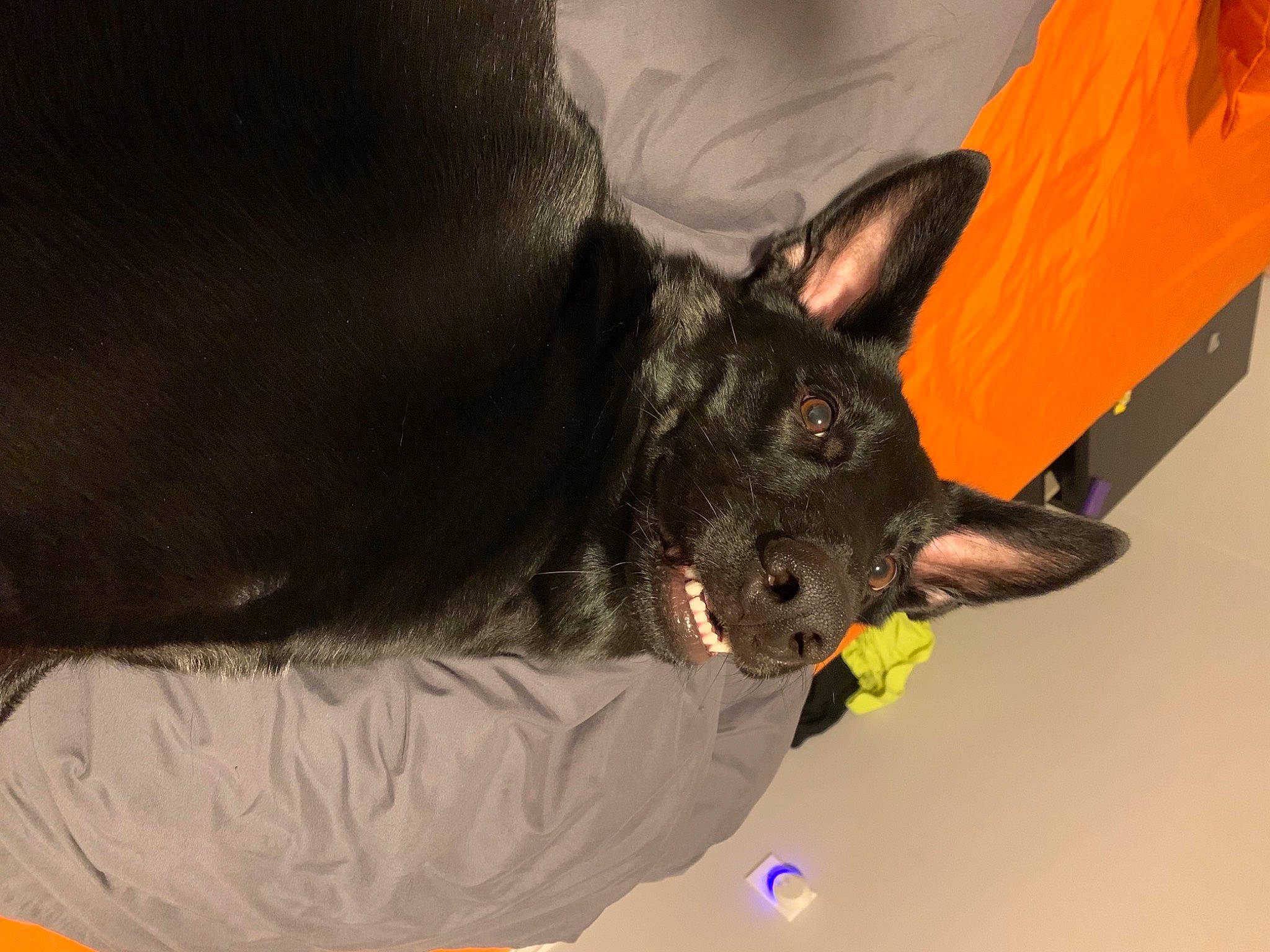 Bear joined the competition — help win amazing prizes! canidae, carmine, carnivore, collar, comfort, companion_dog, dog, dog_breed, dog_collar, ear, fawn, felidae, fur, guard_dog, non_sporting_group, small_to_medium_sized_cats, sporting_group, tail, whiskers, working_animal